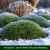 Stauden Gänge 1 x Festuca gautieri - Bärenfellgras - Produktbild-Vorschau 7