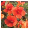 Campsis radicans (trompette grimpante rouge), env. 200 cm - Voir les images du produit 1
