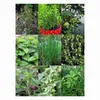 Mehrjährige Küchenkräuter für den Garten - Samenset mit 5 Produktbild-Vorschau 3