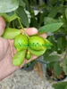 Pianta di Lime Anteprima dell’immagine prodotto 3
