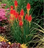 Stauden Gänge 5 x Kniphofia 'Papaya Popsicle' - Fackellilie Produktbild-Vorschau 1