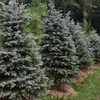 Stech-Fichte ´GLAUCA´ 40-50 cm, Cont. 3 l Produktbild-Vorschau 2