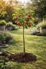 Apfelbaum Red Chief 100–140 cm – Malus domestica, roter Produktbild-Vorschau 1