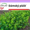 SAFLAX - dámský plášť - Alchemilla vulgaris - 100 Semena Náhled obrázku produktu 6