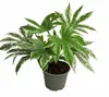 Fatsia japonica 'Spiderweb' 30–40 cm – Gevlekte Productafbeelding-voorbeeld 4