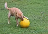 Kerbl 82274, Hund, Kugellager, Gelb, Kunststoff, Abholen, Produktbild-Vorschau 4
