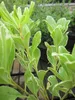 Weißbunter Chinesischer Klebsame - Pittosporum tobira Produktbild-Vorschau 3