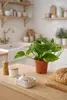 Epipremnum Aureum Efeutute Ø12 cm Höhe 20 cm – Produktbild-Vorschau 5