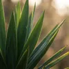 Green boutiQ - Kamerplant - Yucca (Palmlelie) - Yucca Voir les images du produit 3