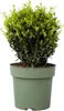 Ostrokrzew bukszpanowy - Ilex crenata 'Jenny' - Wysokość Podgląd zdjęcia produktu 1