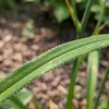 6x Hemerocallis Sammy Russell P9H20 Produktbild-Vorschau 4