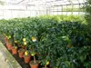 Grünwaren: echter Zitronenbaum 70 - 100 cm Zitrone Citrus Produktbild-Vorschau 4
