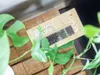 Fertilizzante BIOPON con vermicompost 30 pz Anteprima dell’immagine prodotto 3