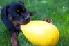 fetch toys œuf 30 cm jaune Voir les images du produit 5