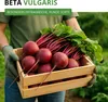 Rote Beete Rote Kugel 2 Samen - Beta vulgaris - Rübensamen Produktbild-Vorschau 2