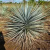 Exotické semená - Yucca Rigida - balenie 5 ks - Náhľad obrázku produktu 4