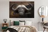 MuchoWow® Poster Porträt eines Büffels 180x120 cm - Produktbild-Vorschau 4