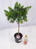 [Palmenlager] Polygala myrtifolia - Kreuzblume - 80 cm - Produktbild-Vorschau 2
