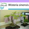 SAFLAX - Wisteria - Wisteria sinensis - 4 Semená Náhľad obrázku produktu 5