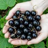 GreenboutiQ - Obstpflanzen - Jostabes - Ribes Jostabes - Produktbild-Vorschau 5