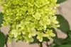 Hydrangea paniculata 'Skyfall', Rispenhortensie, weiß, ca. Produktbild-Vorschau 9