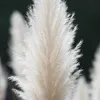 Bloomique - Zestaw 6 sztuk - Cortaderia selloana White Podgląd zdjęcia produktu 4