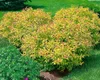 Japanische Spiere Goldflame 10-15 cm, im Topf - Spiraea Produktbild-Vorschau 5