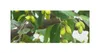 10x Terminalia chebula Schwarze Myrobalane Garten Pflanzen Produktbild-Vorschau 2