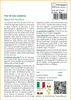 SAFLAX  - Fior di loto asiatico - 8 semi - Con substrato - Anteprima dell’immagine prodotto 3