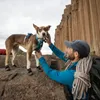Ruffwear Grip Trex™ Hundeschuhe Produktbild-Vorschau 9