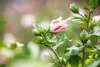 Hibiscus syriacus 'Hamabo', Roseneibisch, rosa Blüten, ca. Produktbild-Vorschau 10