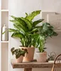 Dehner Fensterblatt-Monstera, geschlitztes Blattwerk, ca. Produktbild-Vorschau 5