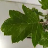 Malus 'Trilobata', manzano silvestre libanés, altura 80 cm, Vista previa de la imagen del producto 6