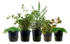 Wabikusa Set mit 5 Topf Pflanzen Aquariumpflanzen Set 245 Produktbild-Vorschau 1