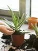 BIOVITA 5L Kakteen und Sukkulenten, Spezial - Substrat, Produktbild-Vorschau 13