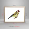 Gerahmtes Poster - Rahmen in heller Eiche - Stieglitz Vogel Produktbild-Vorschau 5