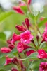 Weigelie Bristol Ruby 100-150 cm, im Topf - Weigela Produktbild-Vorschau 3