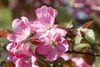 Zierapfel Rudolph 80-100 cm, im Topf - Malus Produktbild-Vorschau 8