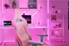 A pink gaming chair is set up in a room with pink ambient lighting, a desk with a computer, and shelves with decorative items. Produktbild-Vorschau
