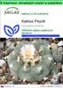 SAFLAX Garden to go - Kaktus Peyotl - Lophophora williamsii Náhľad obrázku produktu 1