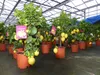 Grünwaren: echter Zitronenbaum 70 - 100 cm Zitrone Citrus Produktbild-Vorschau 9