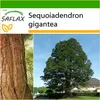 SAFLAX - Hora - Sequoia - Sequoiadendron gigantea - 50 Náhled obrázku produktu 10