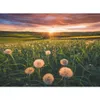 Pusteblumen im Sonnenuntergang Ravensburger 16990 Produktbild-Vorschau 2