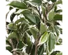 Kunstpflanze Ficus im Topf grün/mehrfarbig 40cm Produktbild-Vorschau 7