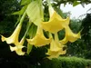 Dünger für Datura 1L Intensives Wachstum und üppige Blüte Produktbild-Vorschau 2