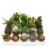 Cactus et succulentes - Starter Set XXL - 20 plantes Voir les images du produit 2