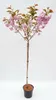 Prunus Kanzan, Höhe 170-180 cm, Stamm, Nelkenkirsche, Produktbild-Vorschau 1