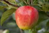 Malus 'Elstar', Apfelbaum, 40 cm Stammhöhe Produktbild-Vorschau 7