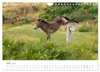 Exmoor Ponnys - Die letzten Ihrer Art (Wandkalender 2027 Produktbild-Vorschau 6