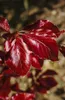 Blutbuche Purpurea 60-100 cm, im Topf - Fagus sylvatica Produktbild-Vorschau 8